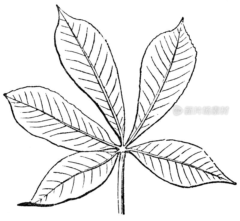 普通七叶树(Aesculus Flava)叶- 19世纪